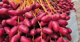 تقرير شامل عن بلح أحمر في المنافذ التابعة للقوات المسلحة اليوم 2025-12-12